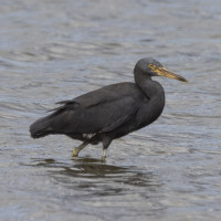Eastern Reef Egret